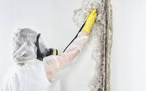 Hannahs Mill, GA Mold Removal Services Company